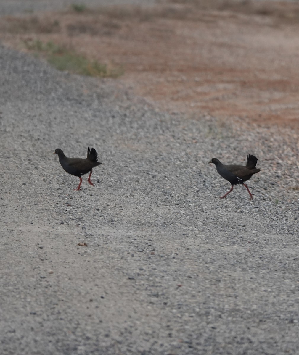 Black-tailed Nativehen - ML610653551