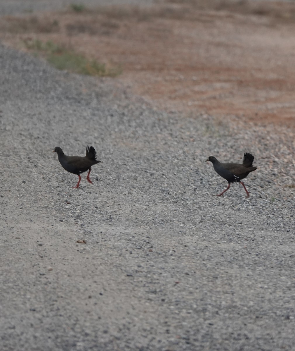 Black-tailed Nativehen - Howie Nielsen