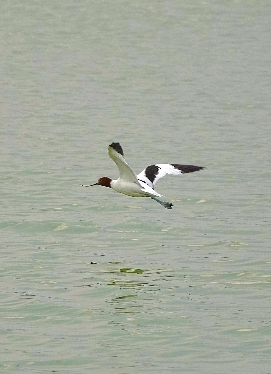 Avocette d'Australie - ML610653571