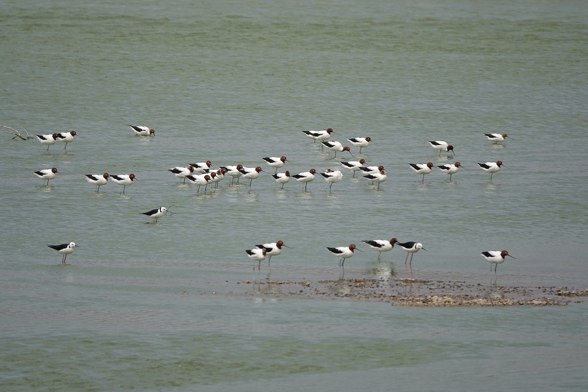 Avocette d'Australie - ML610653573