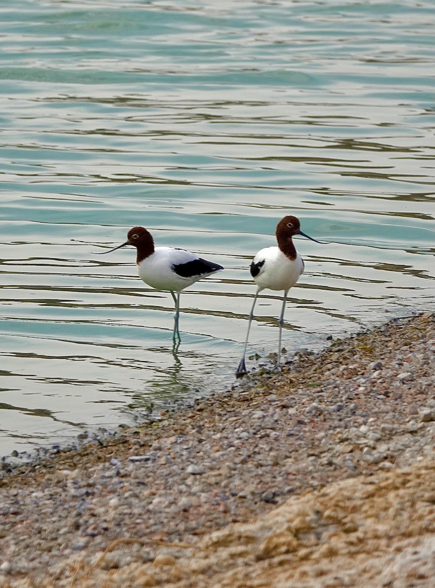 Avocette d'Australie - ML610653574