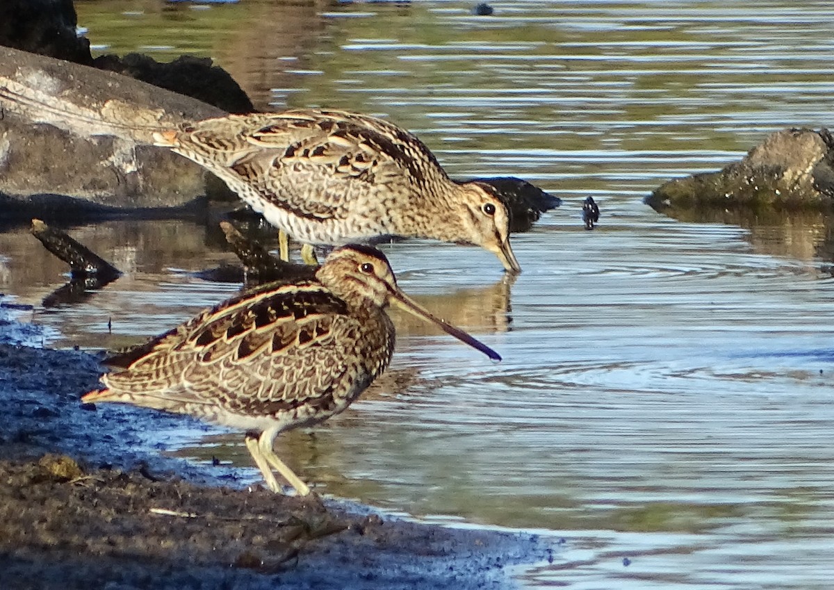 Latham's Snipe - ML610653639