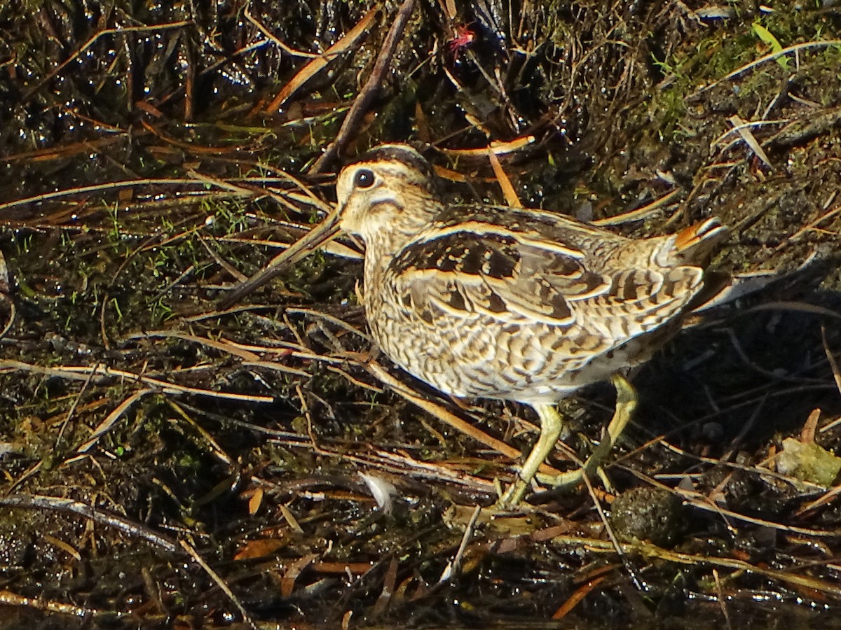 Latham's Snipe - ML610653642