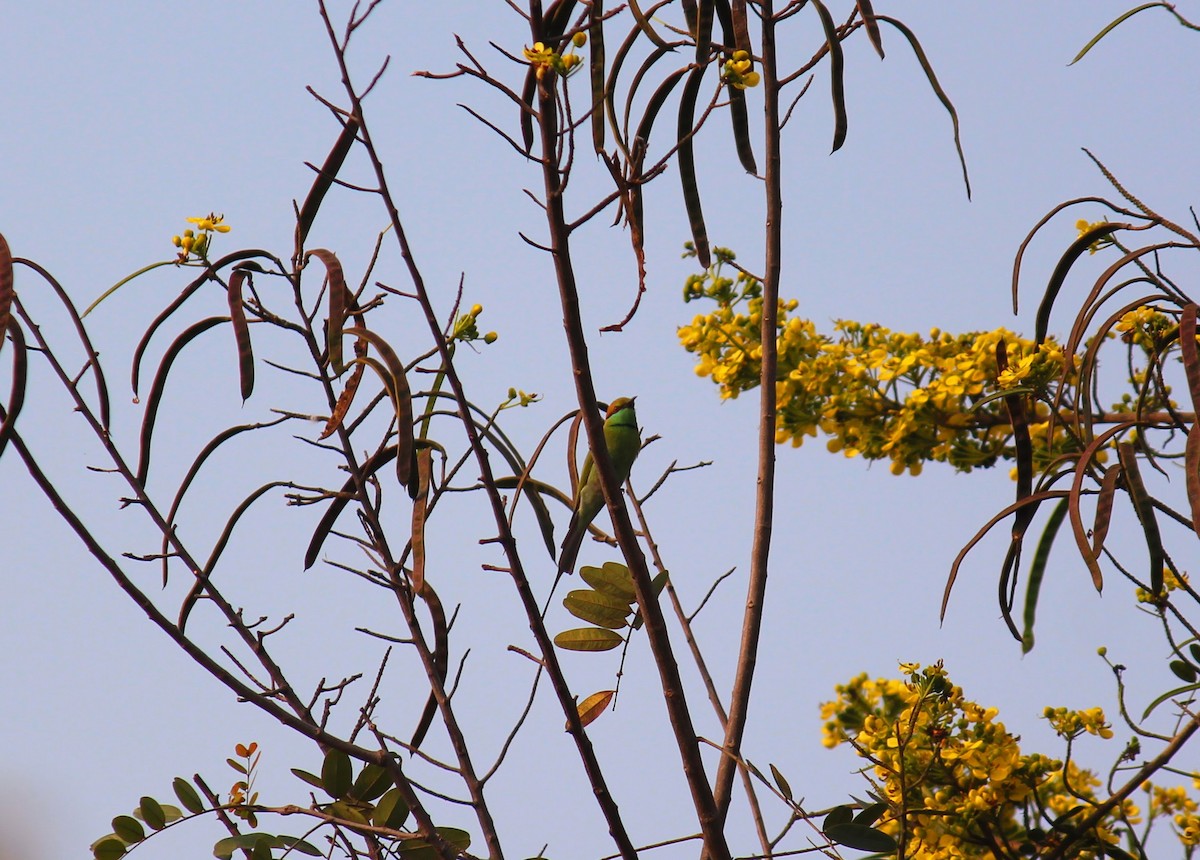Asian Green Bee-eater - ML610653676