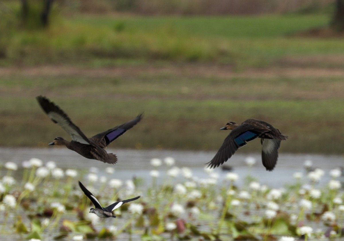 Pacific Black Duck - ML610653697