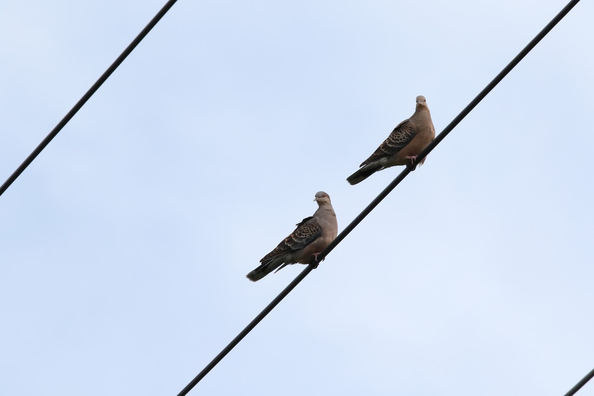 Oriental Turtle-Dove - Gerben ter Haar