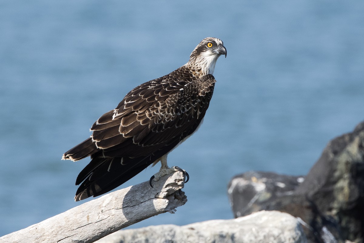 Águila Pescadora - ML610653729