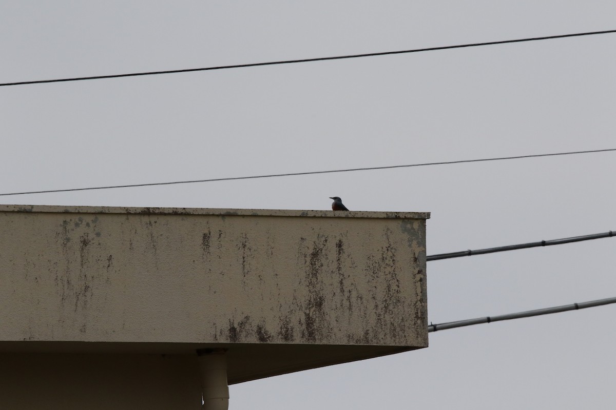 Blue Rock-Thrush - ML610653738