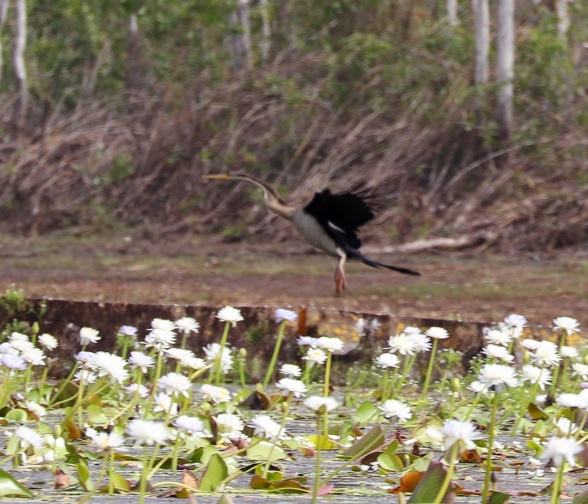 Anhinga d'Australie - ML610653787