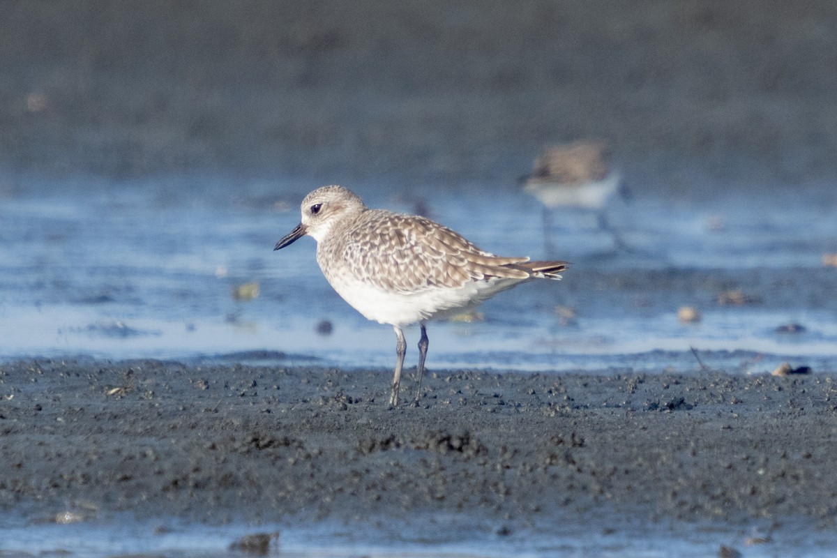 Black-bellied Plover - ML610653790