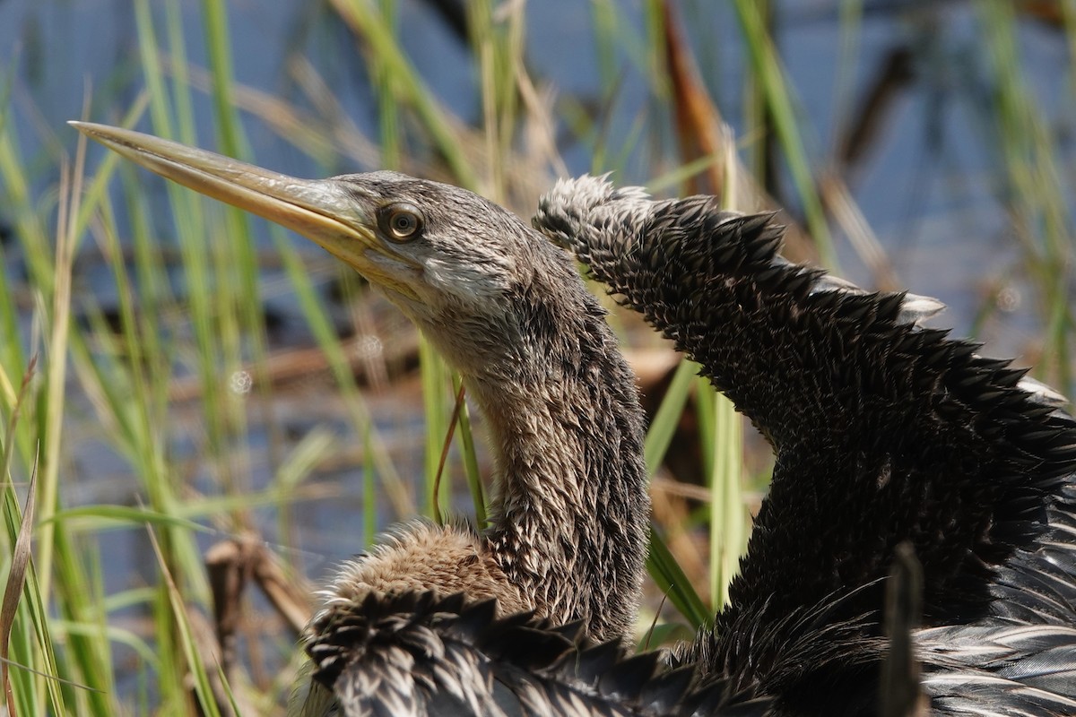 Austral-Schlangenhalsvogel - ML610653798