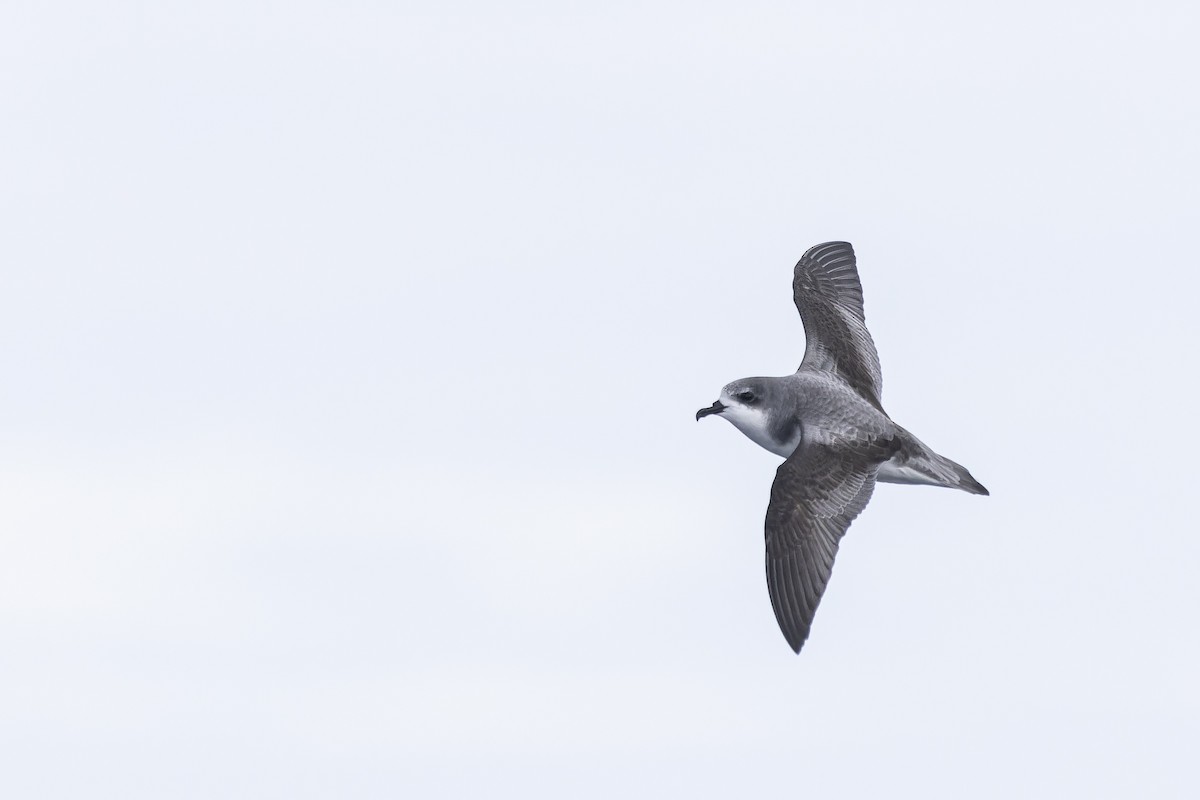 Pycroft's Petrel - Oscar Thomas