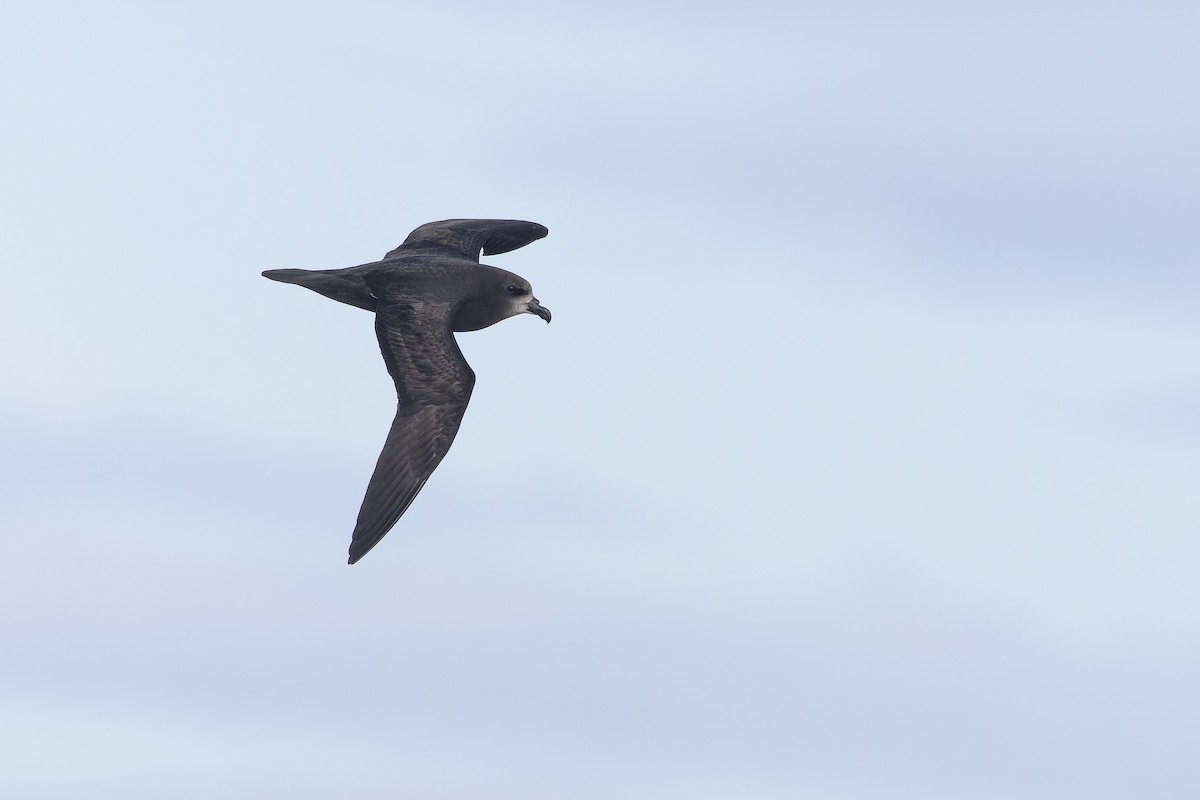 Petrel Carigrís - ML610653938