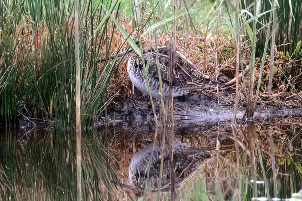 Wilson's Snipe - ML610653940