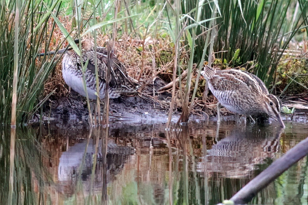 Wilson's Snipe - ML610653942