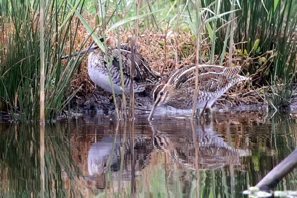 Wilson's Snipe - ML610653944