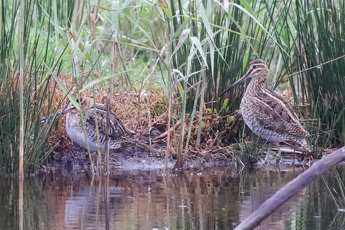 Wilson's Snipe - ML610653945