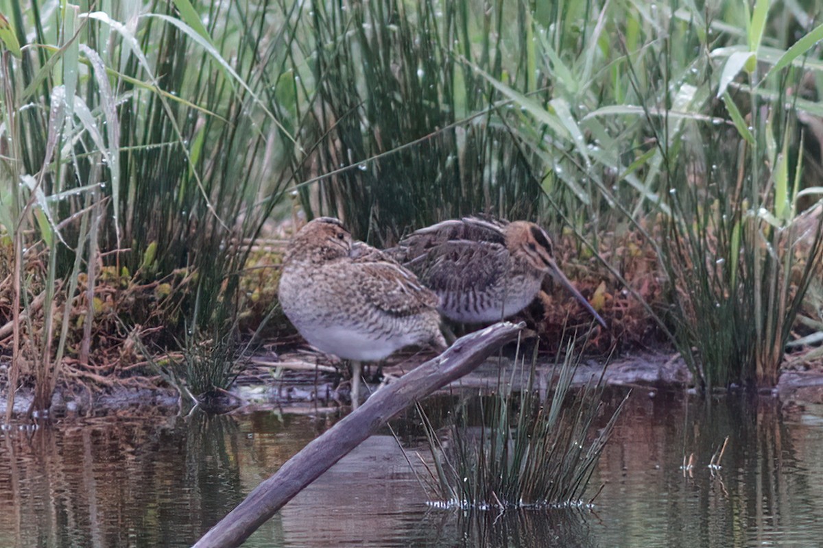 Wilson's Snipe - ML610653946