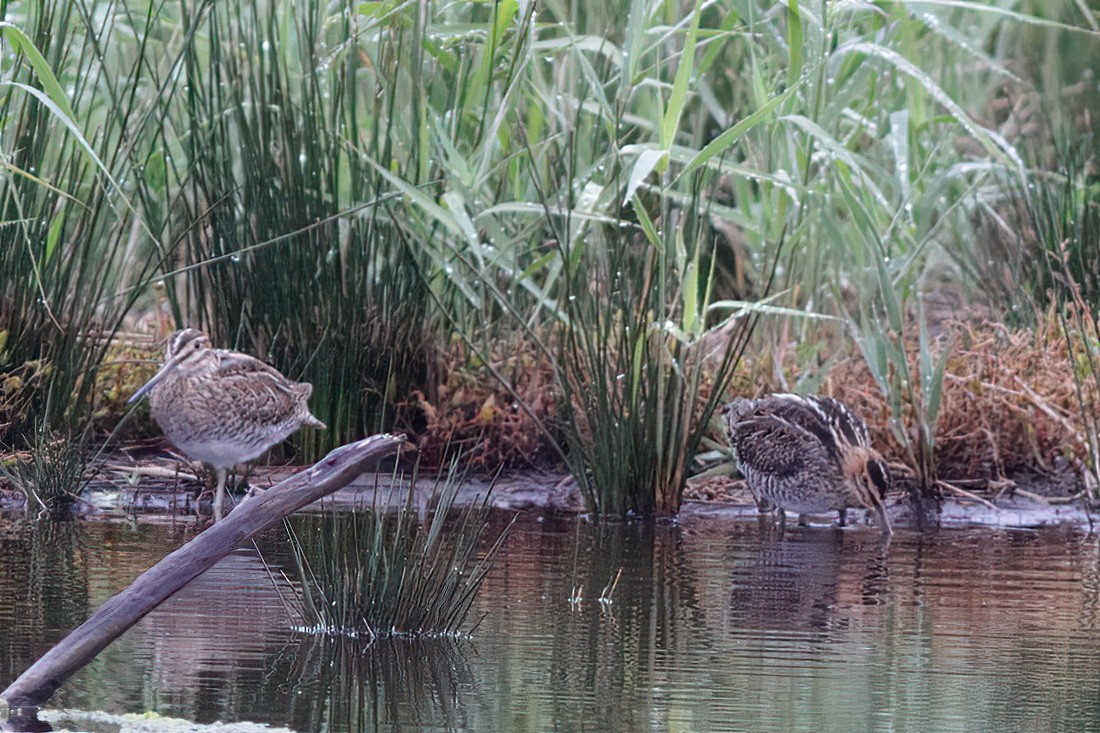 Wilson's Snipe - ML610653948