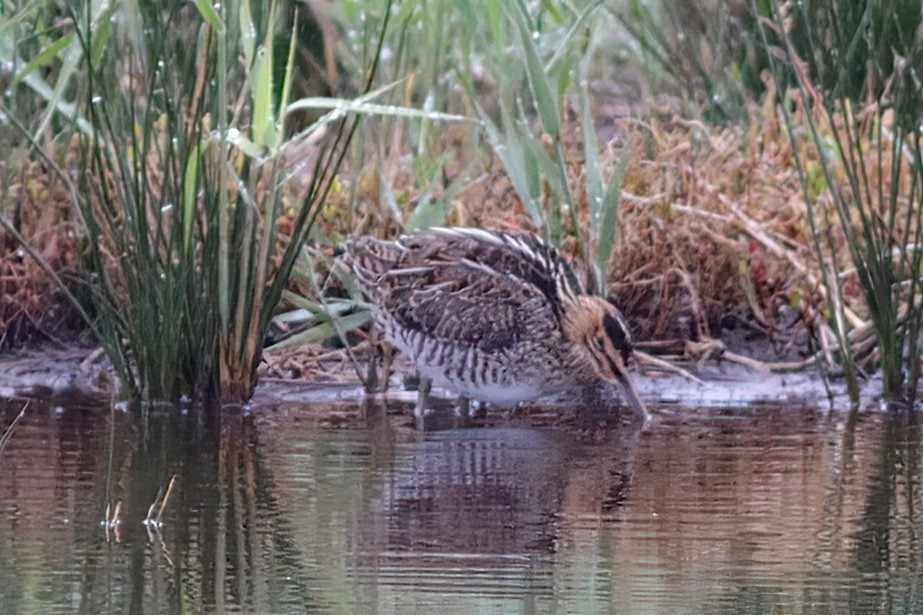 bekasina severoamerická - ML610653949