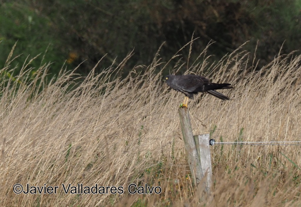 Montagu's Harrier - ML610654015