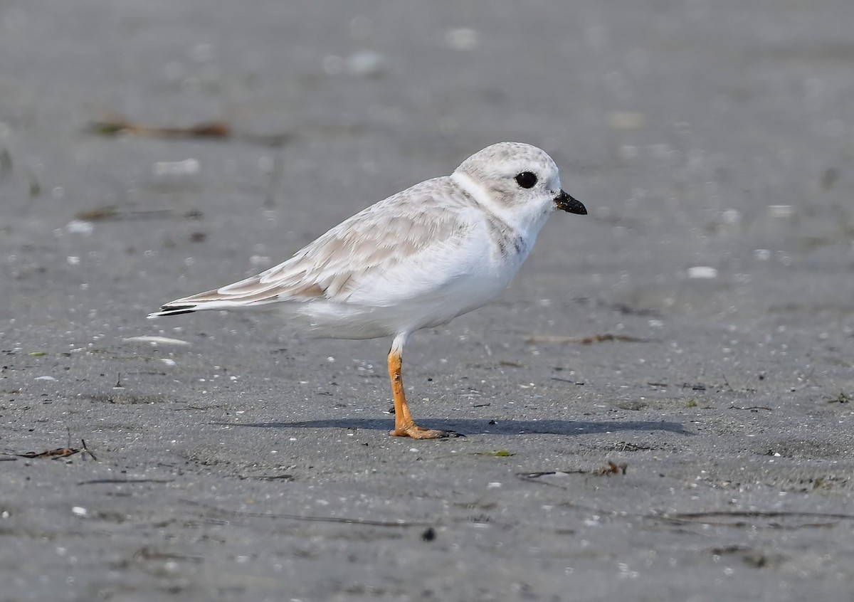 Piping Plover - ML610654046