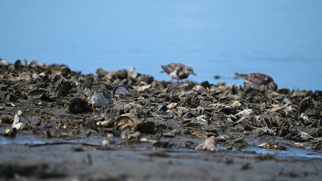 Ruddy Turnstone - ML610654050