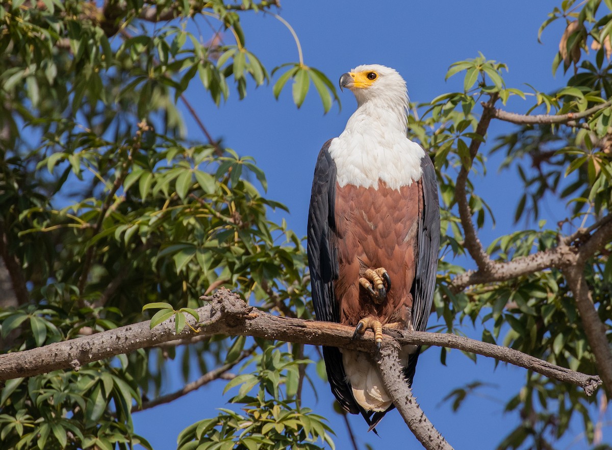 African Fish-Eagle - ML610654099