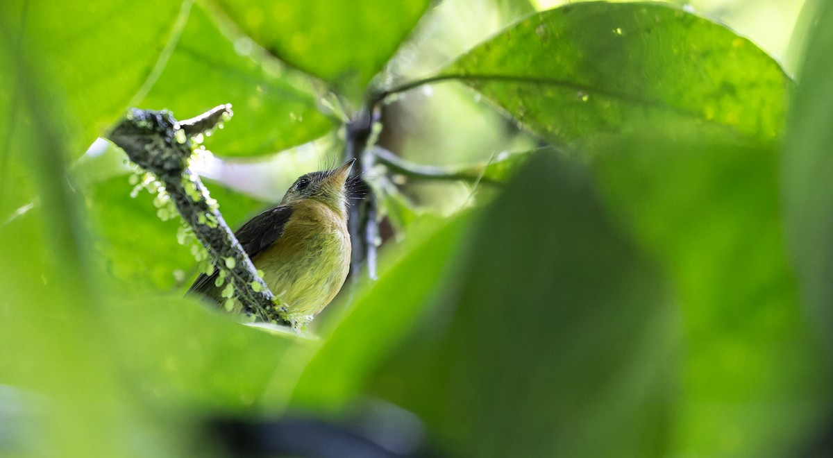 Sulphur-rumped Flycatcher - Friedemann Arndt