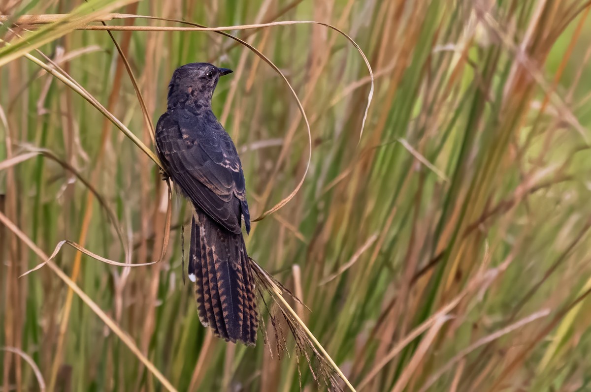 Plaintive Cuckoo - ML610654107