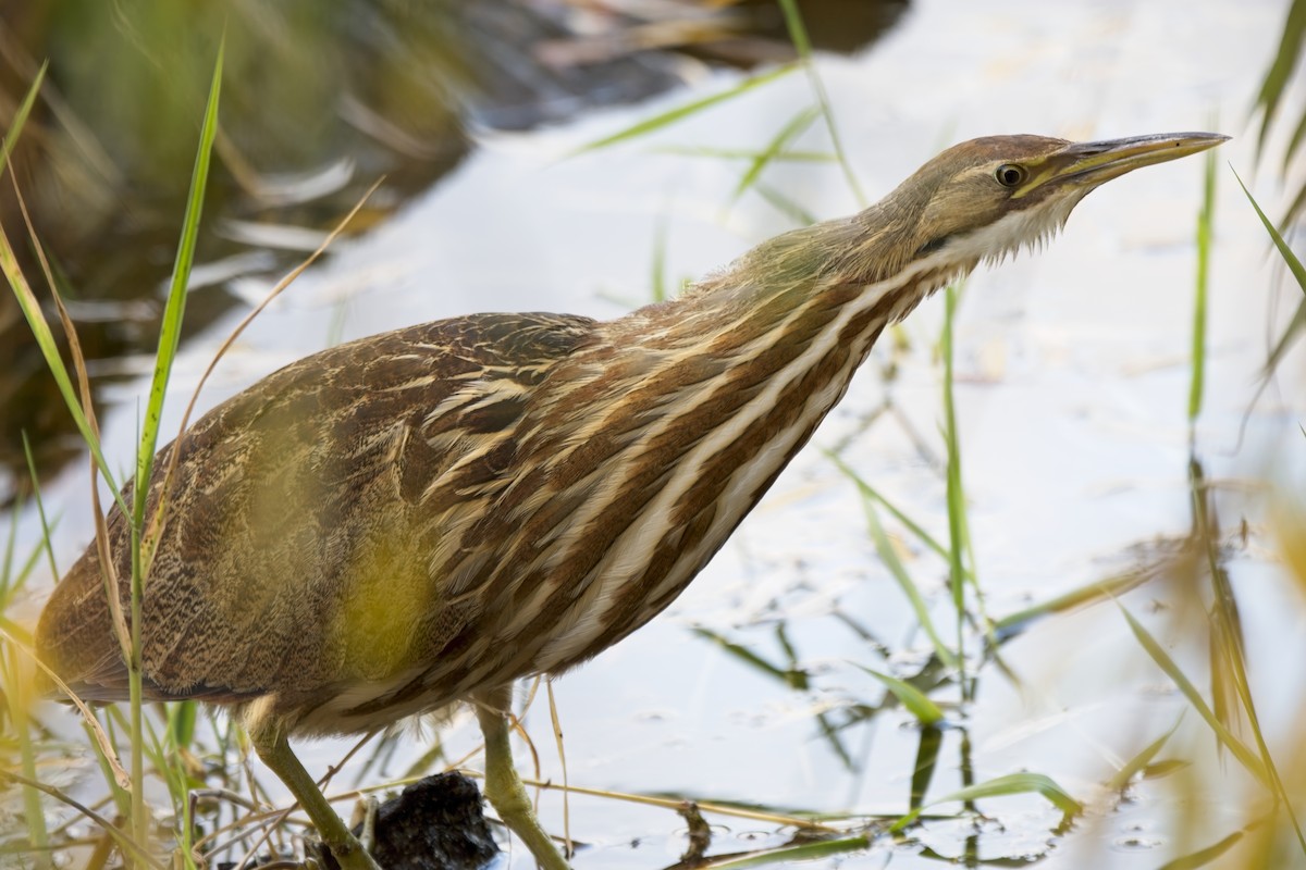 American Bittern - Pawel Starski
