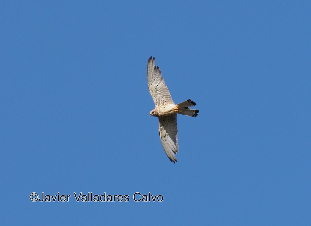 Lesser Kestrel - ML610654342