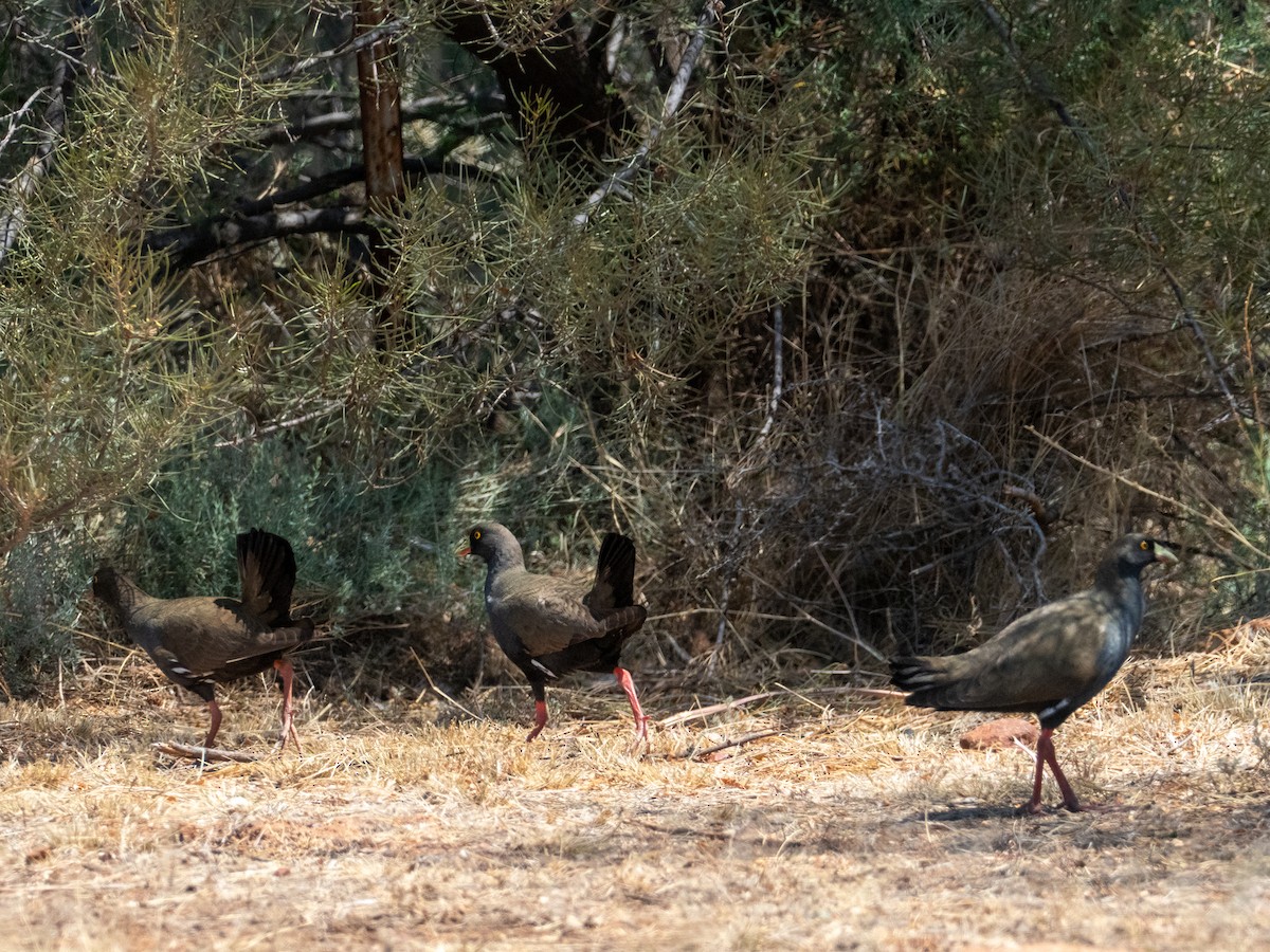 Black-tailed Nativehen - ML610654351