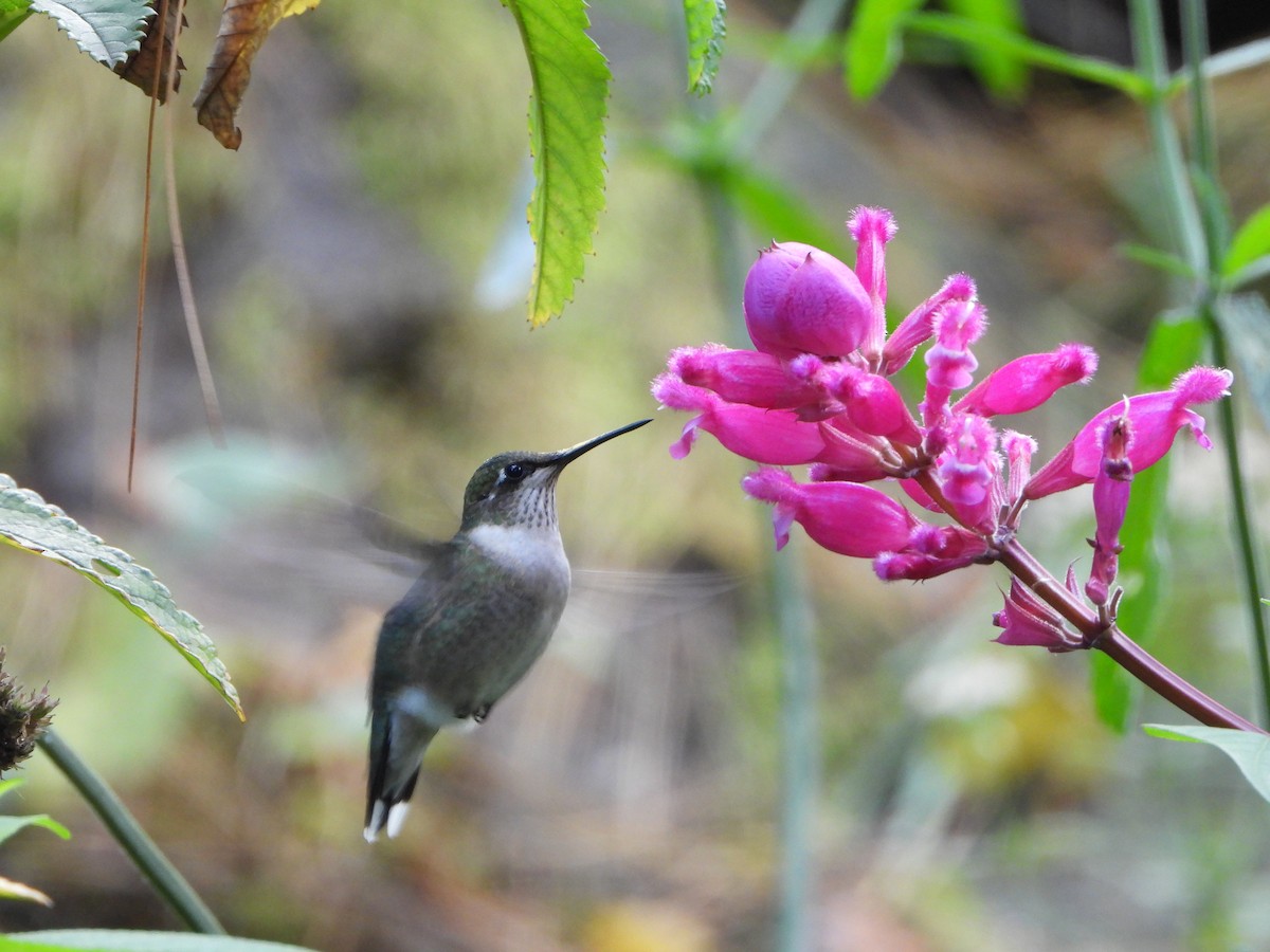 Ruby-throated Hummingbird - ML610654459