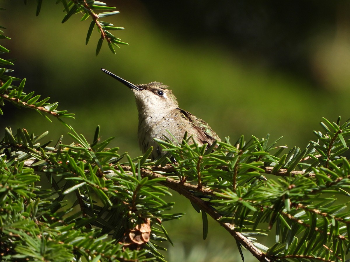 Colibrí Gorjirrubí - ML610654460