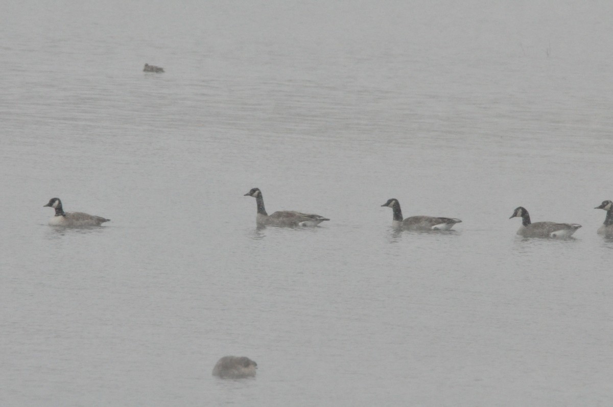 Canada Goose - ML610654472