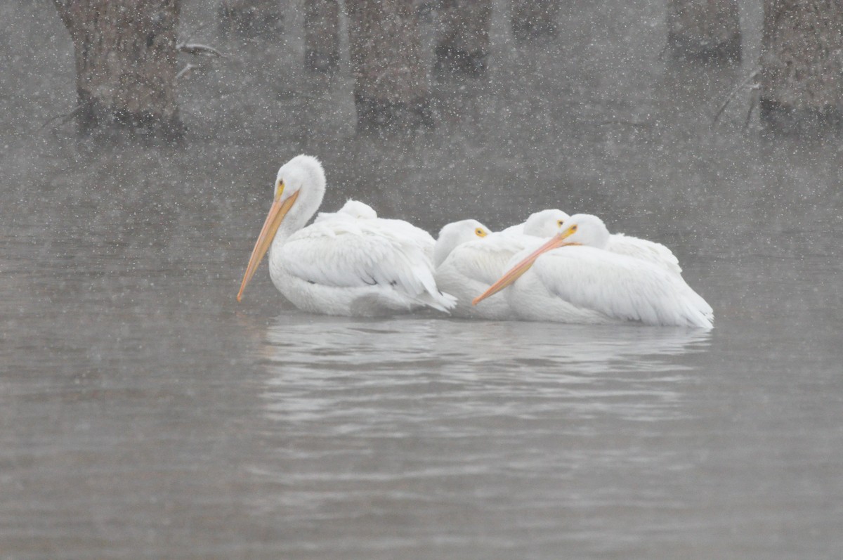 American White Pelican - ML610654486