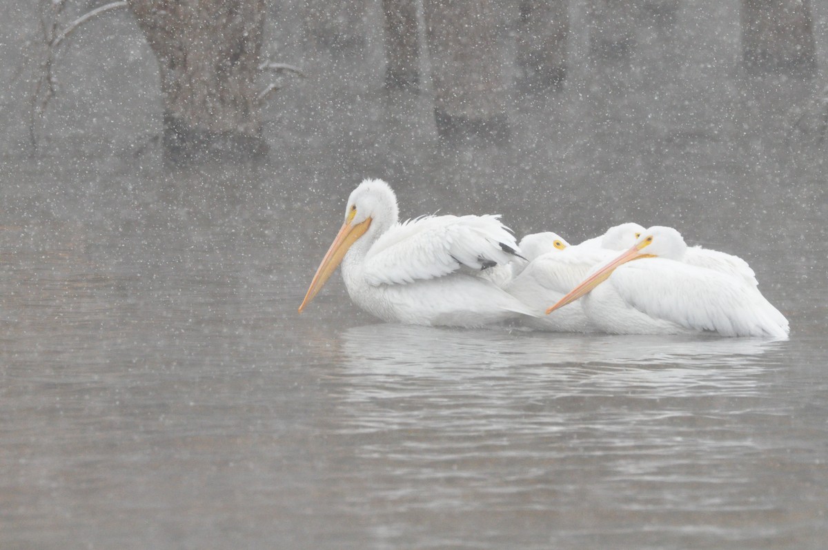 American White Pelican - ML610654488