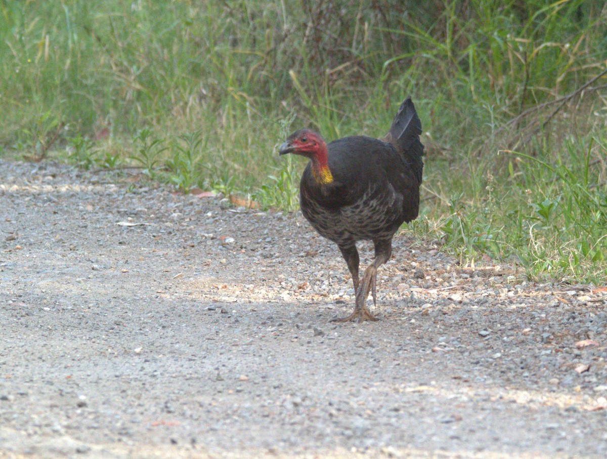 Talégalo Cabecirrojo - ML610654543