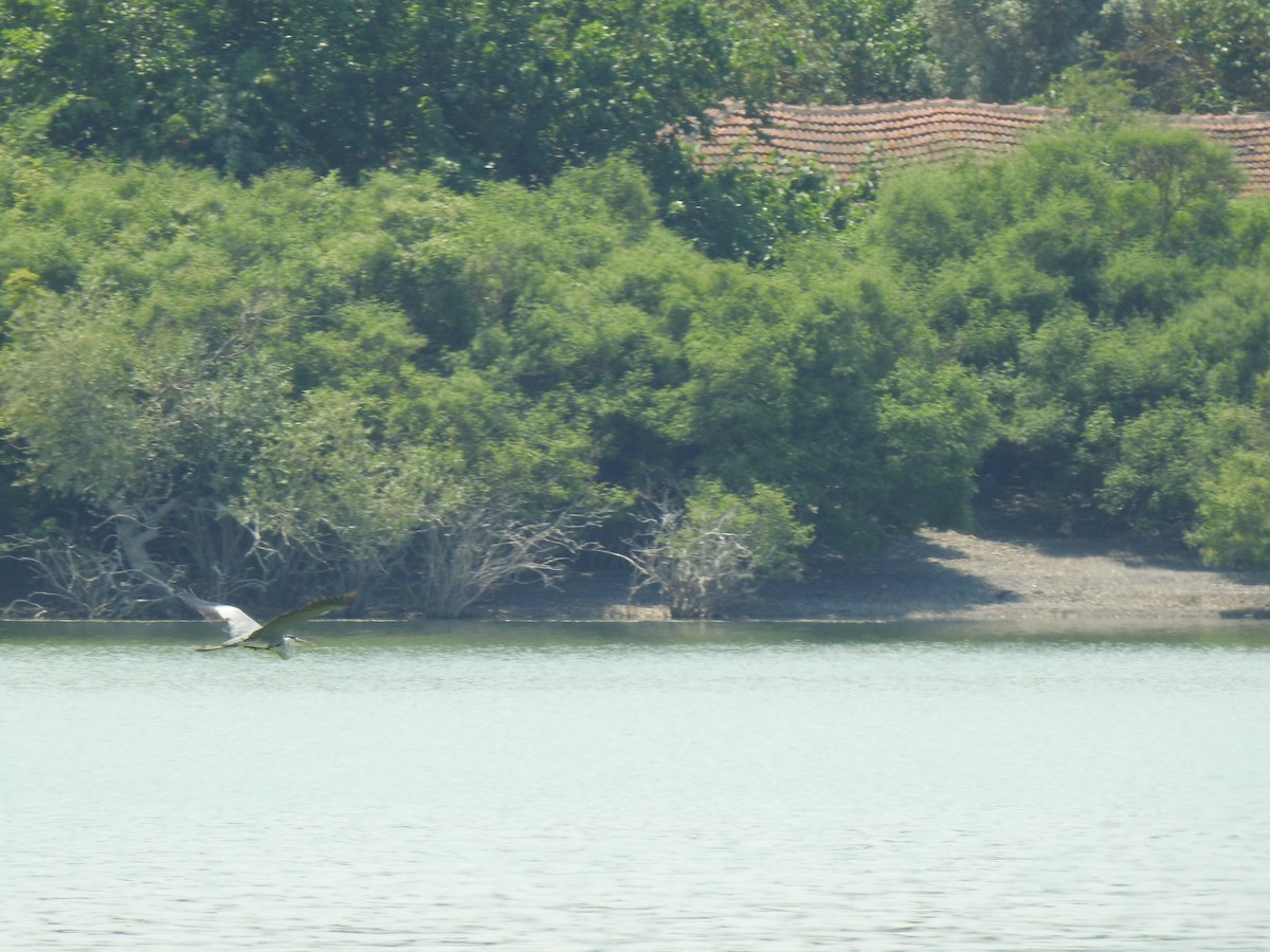 Gray Heron - Zeynep Sever