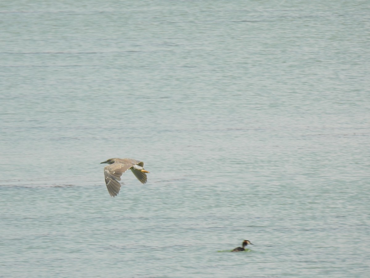 Black-crowned Night Heron - ML610654601