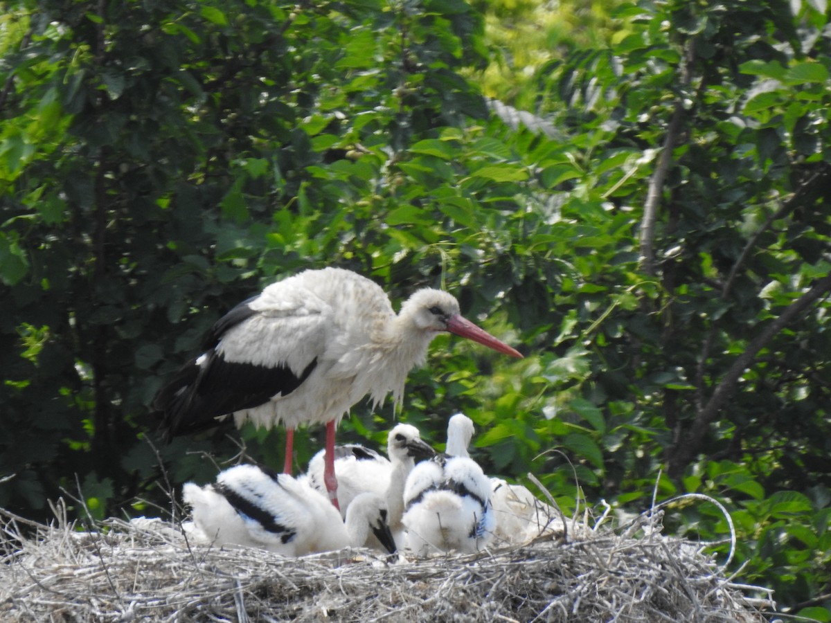White Stork - Zeynep Sever