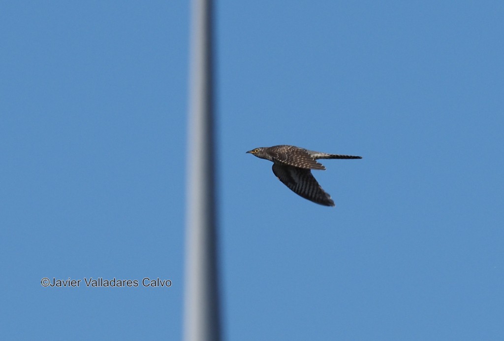 Common Cuckoo - ML610654620