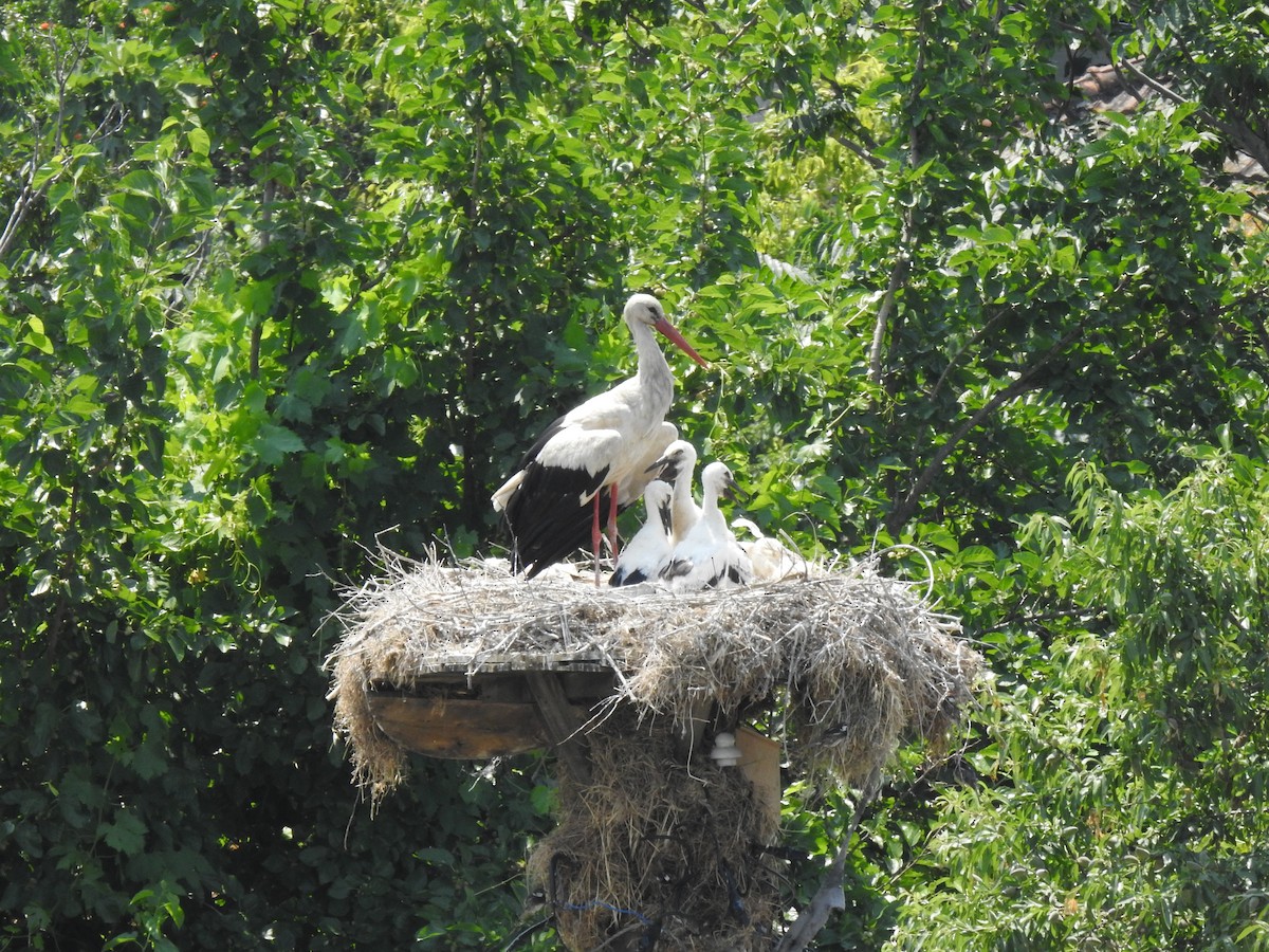 White Stork - ML610654622