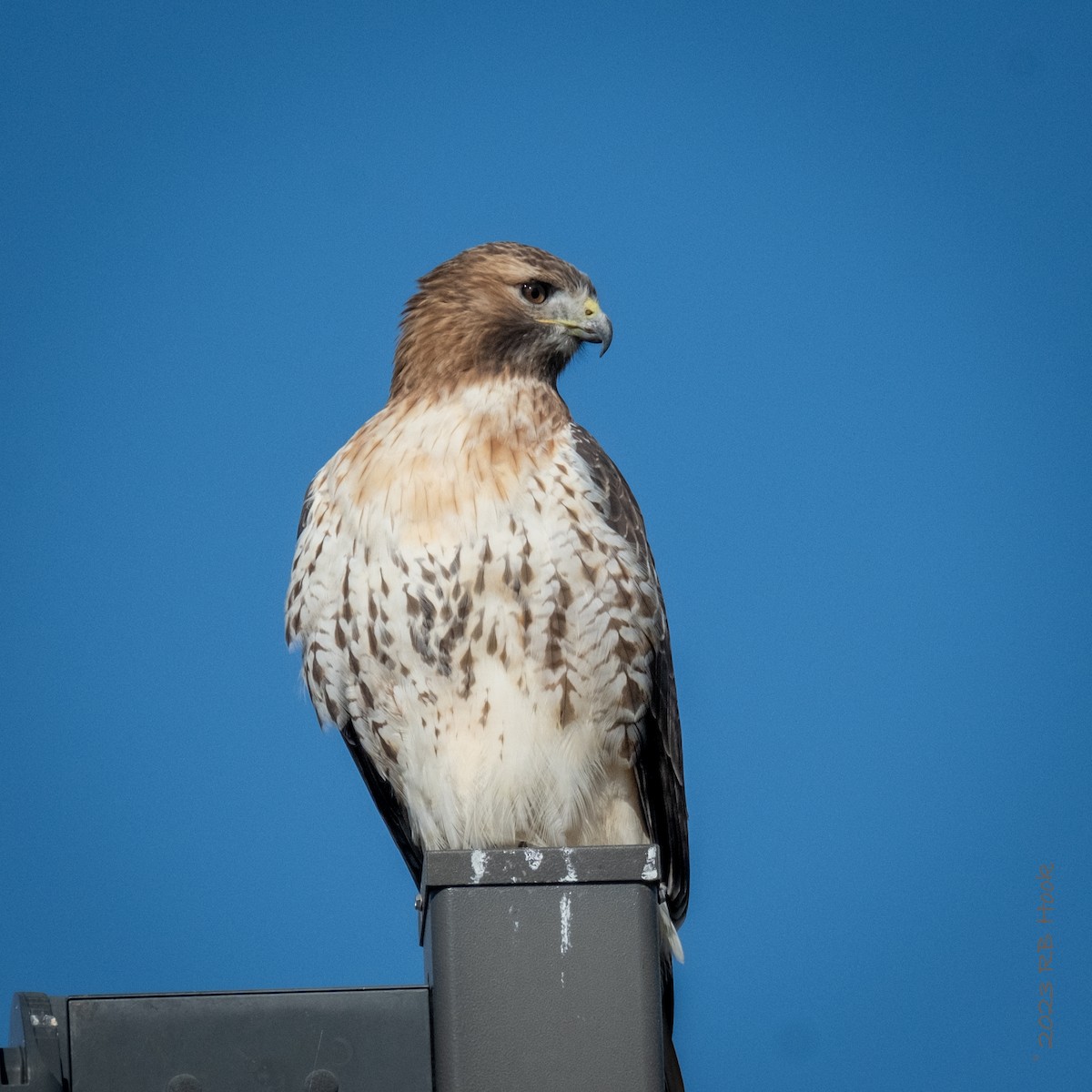 Red-tailed Hawk - ML610654624