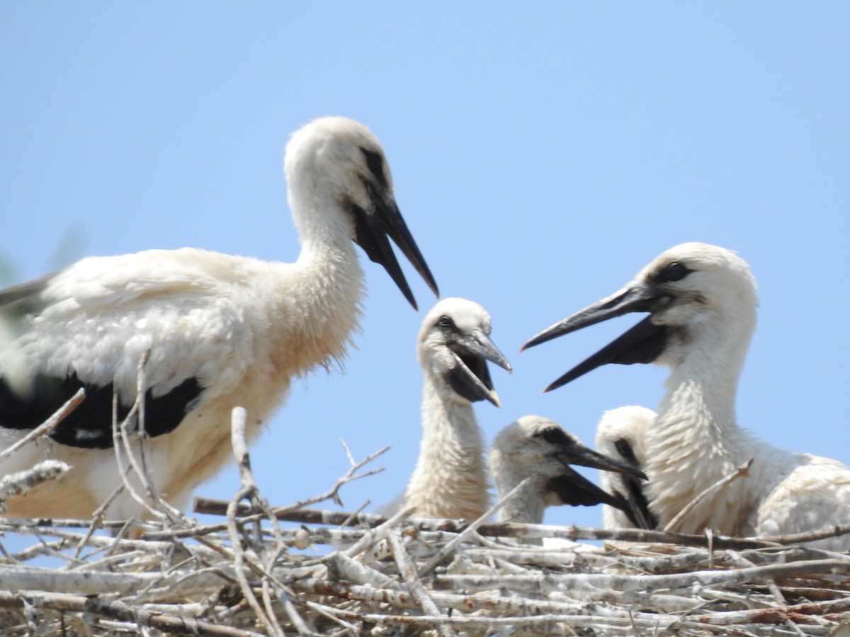 White Stork - ML610654625