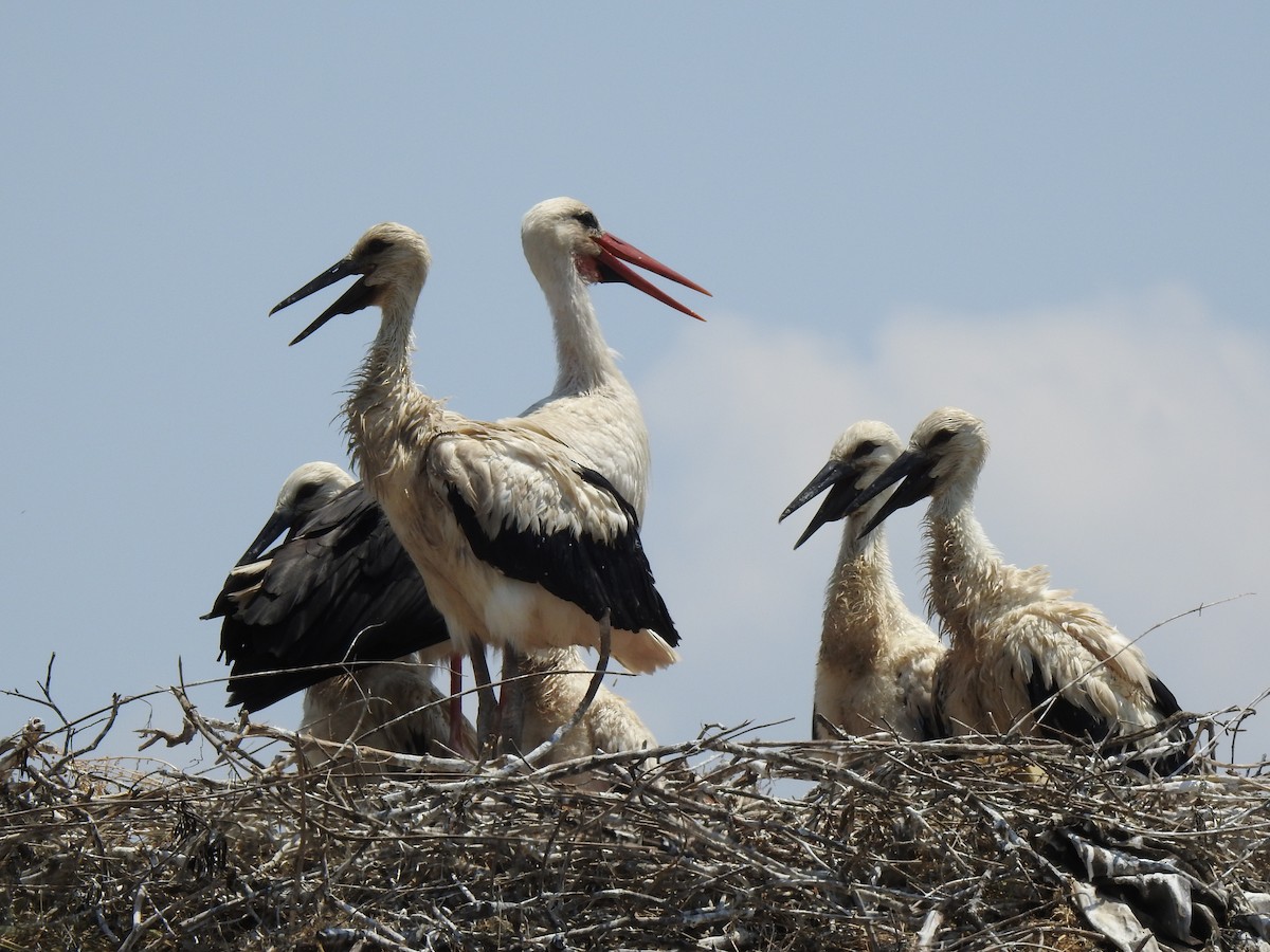 White Stork - ML610654627