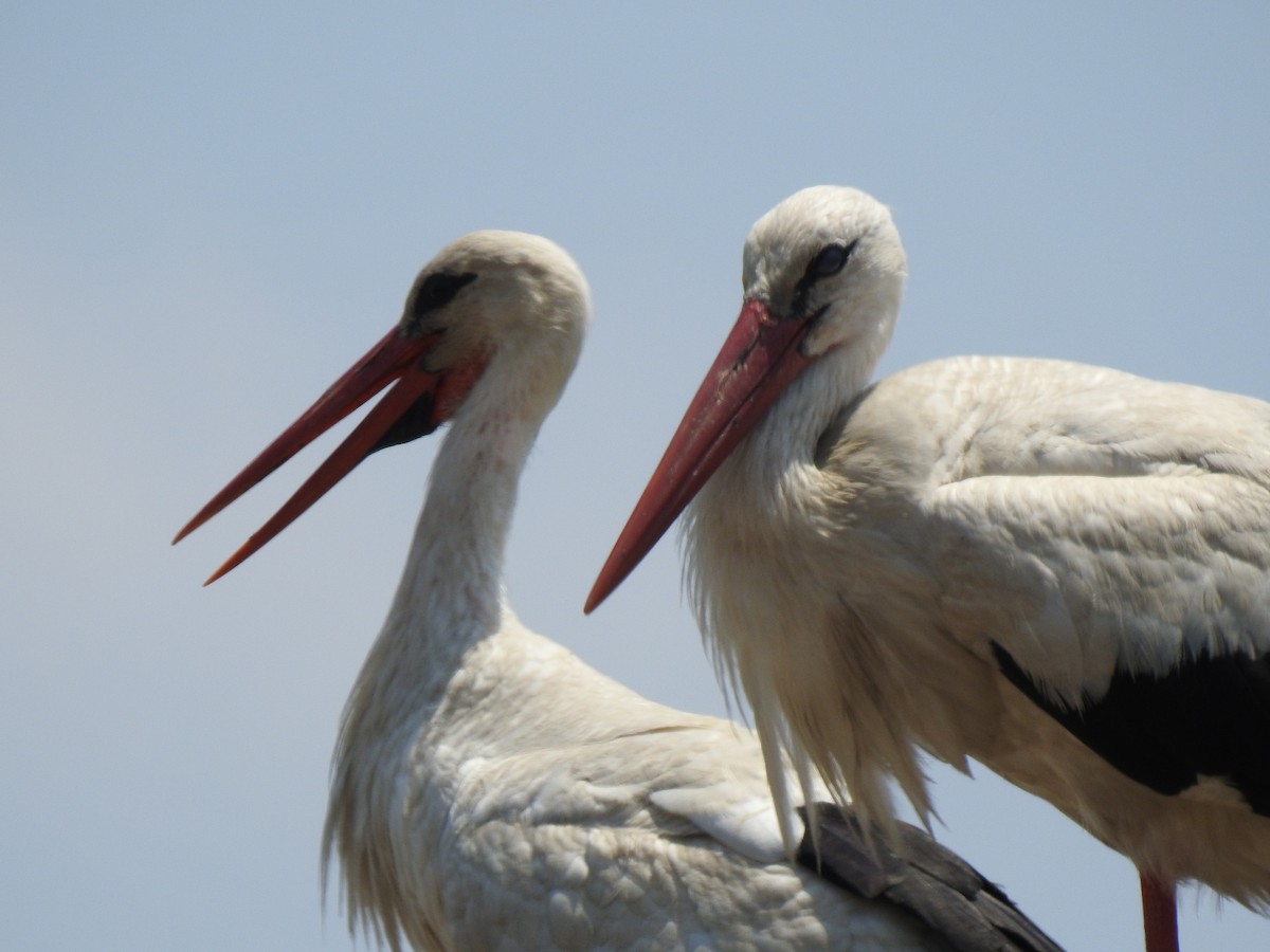 White Stork - ML610654650