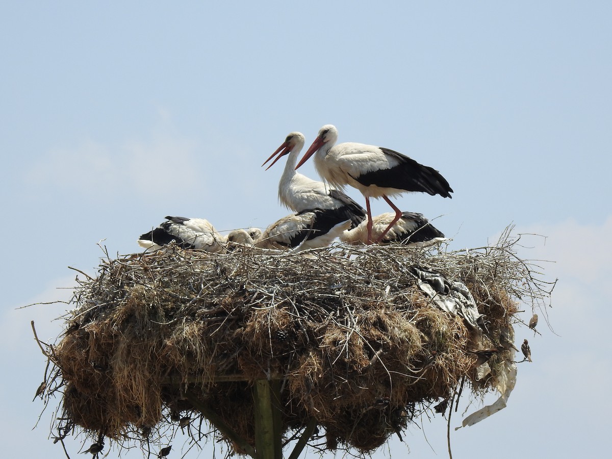 White Stork - Zeynep Sever