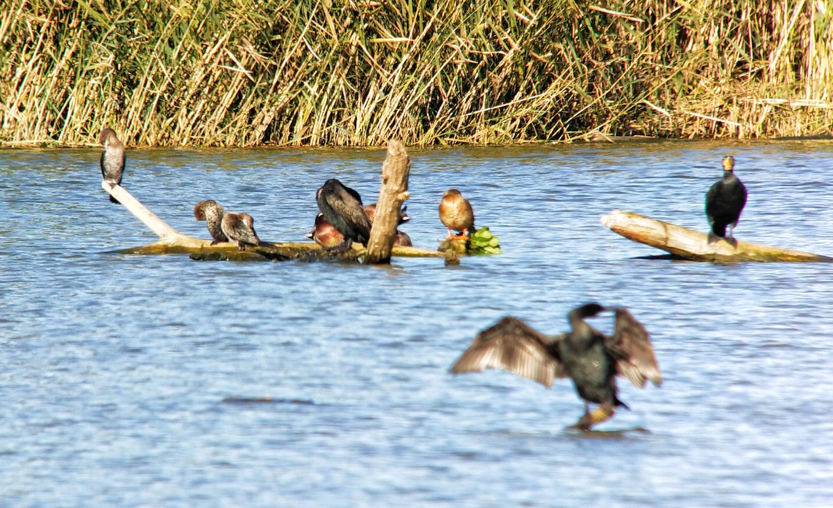 Pygmy Cormorant - ML610654656